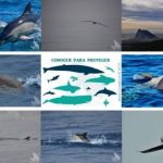 Travesía de avistamiento de Cetáceos en La línea de la concepción (Cádiz)